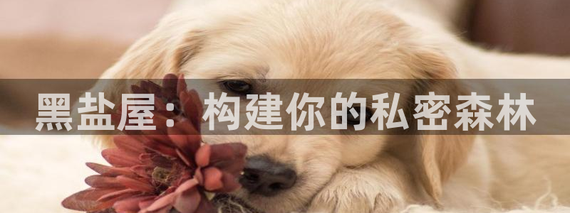 NG体育传媒：黑盐屋：构建你的私密森林